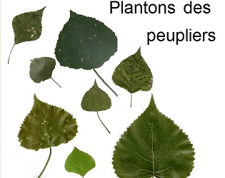 « Plantons des peupliers »