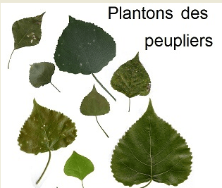 « Plantons des peupliers »